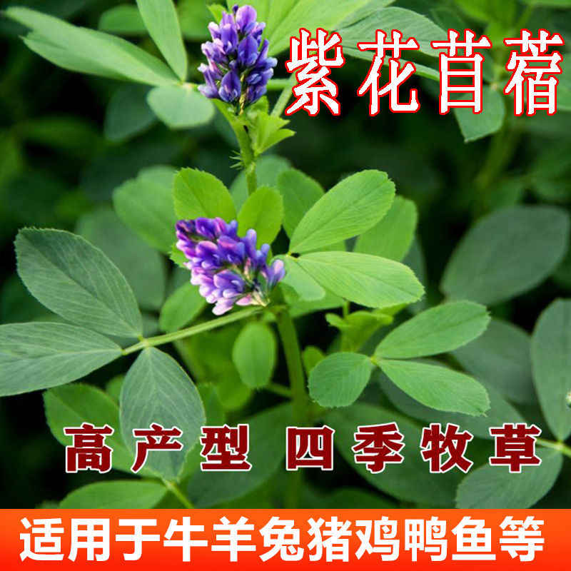 紫色花种子 新人首单立减十元 21年8月 淘宝海外 紫色花种子 新人首单立减十元 21年8月 淘宝海外