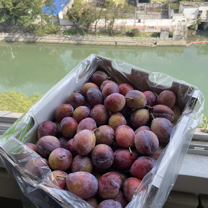 智利西梅2斤起装新鲜进口李子大果当季水果孕妇宝宝辅食顺丰现货 - 图1