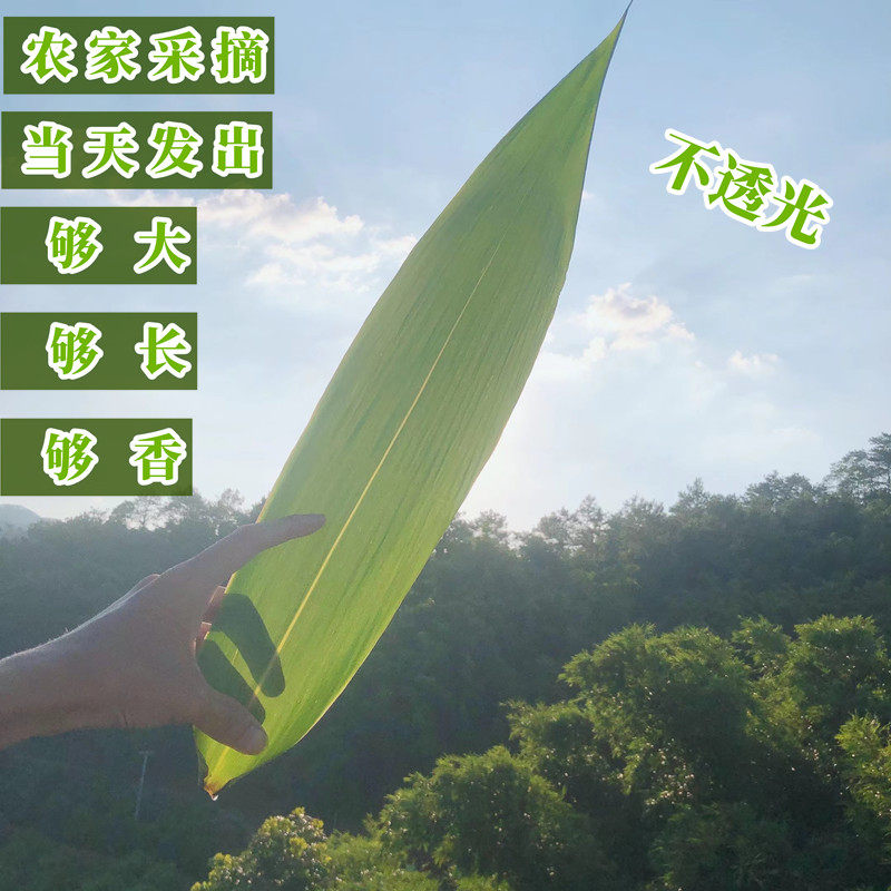 粽叶新鲜免邮特级干粽子叶野生农家现摘大号粽叶竹箬芦苇叶100片_虎窝淘