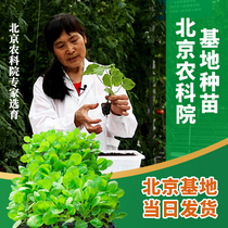 The Academy of Agricultural Sciences Beijing Research Vegetable Seedlings Tomato Cucumber Eggplant Pumpkin Chili Pepper Gan Blue Slim balcony Canopy Easy To Grow