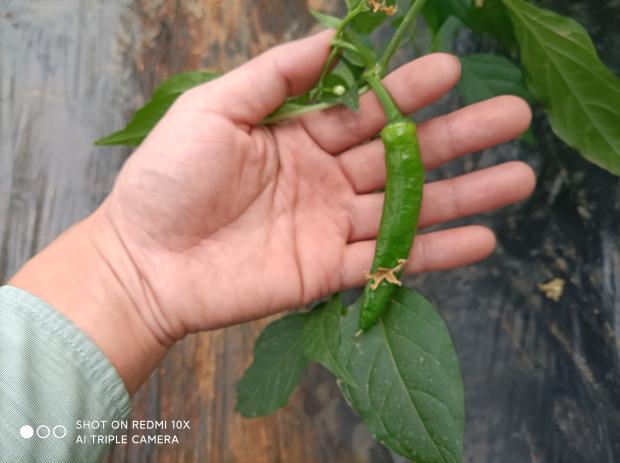 正宗湖南樟树港小辣椒现摘新鲜湘阴农家特产薄皮嫩青椒自家种植 - 图2