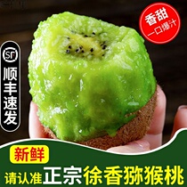 Shaanxi eyebrow county Xu Xiangqi Exotic Fruits Fresh When Season Full Box Chisot Isot Authentic Authentic Grade