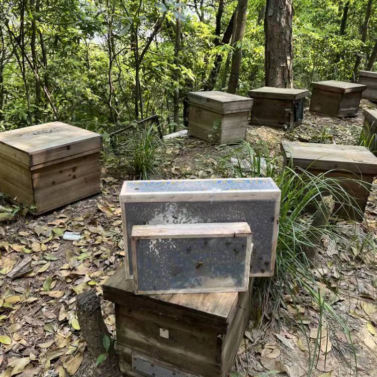 笼蜂工蜂合群蜂 不带王不带箱 中蜂土蜂并群蜂强群补弱群蜜蜂顺丰 - 图0