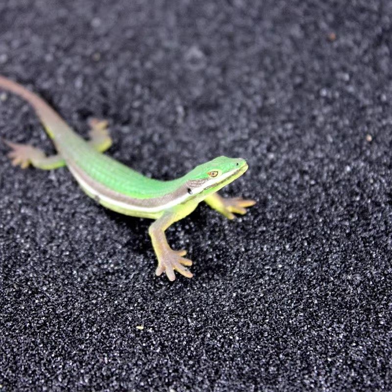 陆龟爬宠沙垫材鬃狮蜥蜴守宫用品爬宠沙饲养沙漠造景爬沙钙砂宠物,淘宝优惠券,粉丝福利购,淘宝优惠卷