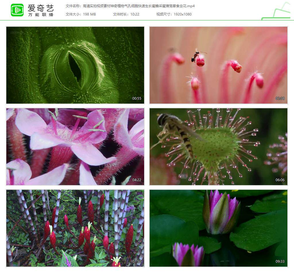 蜜蜂花植物 新人首单立减十元 22年4月 淘宝海外 蜜蜂花植物 新人首单立减十元 22年4月 淘宝海外