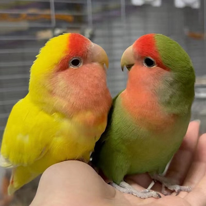 牡丹鹦鹉活鸟活物黄桃绿桃小鸟会学说活的宠物鸟家养成年繁殖,淘宝优惠券,粉丝福利购,淘宝优惠卷