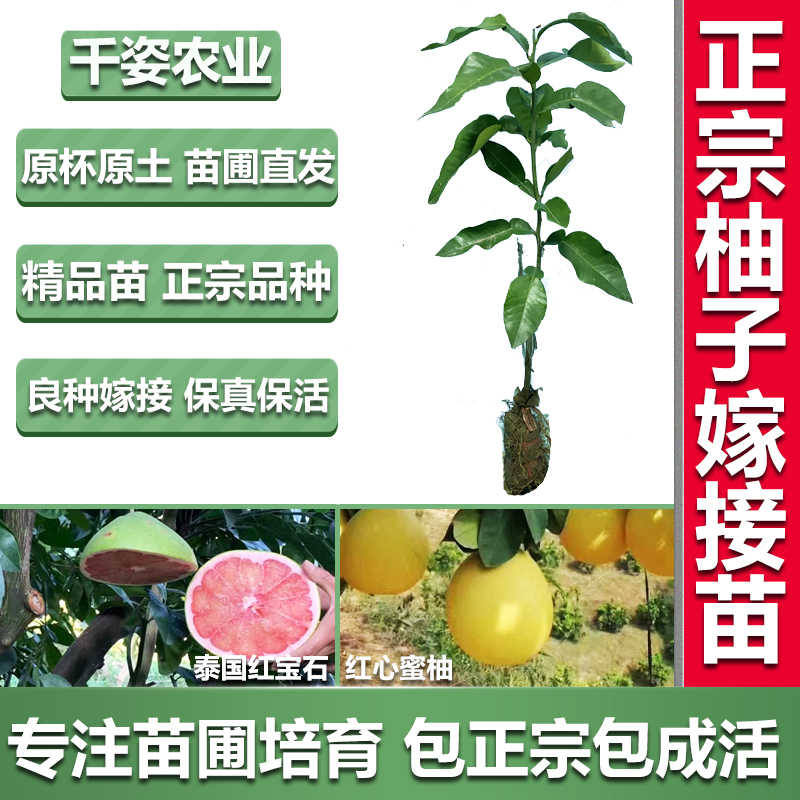 泰国红宝石柚子 新人首单立减十元 22年2月 淘宝海外