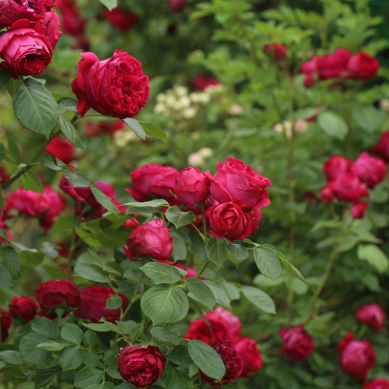 天狼月季红色龙沙宝石多季大花爬藤藤本月季玫瑰盆栽苗大红玫瑰,淘宝优惠券,粉丝福利购,淘宝优惠卷