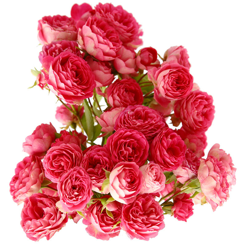 天狼月季胭脂扣国产自育月季玫瑰 粉色淡香攀援藤本月季,淘宝优惠券,粉丝福利购,淘宝优惠卷