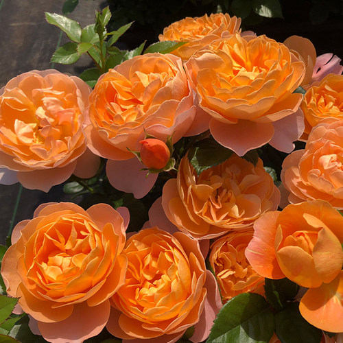 【直播-果汁阳台】天狼月季多季丰花勤花微月易养护露台阳台花卉 - 图3
