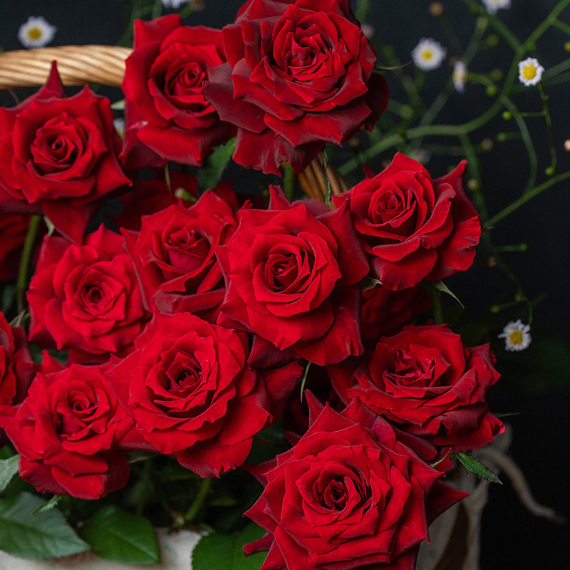 天狼月季24-25年自育新品推荐家庭园艺庭院露台楼顶好养盆栽花苗,淘宝优惠券,粉丝福利购,淘宝优惠卷