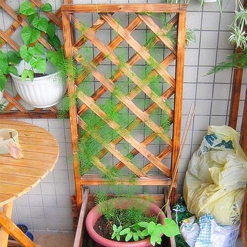 种子爬藤羽叶茑萝种子五角星花易种阳台花新娘花莺萝庭院植物花籽 - 图2