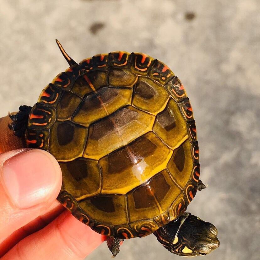 东锦龟苗红腹西锦龟深水龟鱼缸混养小乌龟活物东部锦龟南锦宠物龟,淘宝优惠券,粉丝福利购,淘宝优惠卷