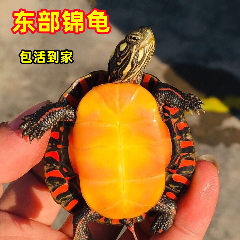 东锦龟苗红腹西锦龟深水龟鱼缸混养小乌龟活物东部锦龟南锦宠物龟,淘宝优惠券,粉丝福利购,淘宝优惠卷