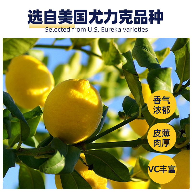 每鲜说柠檬干片柠檬茶冻干柠檬片 每鲜说代用/花草茶