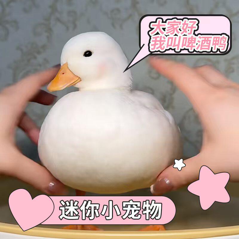 柯尔鸭活宠物柯尔鸭纯种正宗可达鸭活苗小黄鸭子活的科尔鸭小幼苗,淘宝优惠券,粉丝福利购,淘宝优惠卷