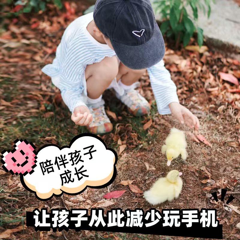 柯尔鸭活宠物柯尔鸭纯种正宗可达鸭活苗小黄鸭子活的科尔鸭小幼苗,淘宝优惠券,粉丝福利购,淘宝优惠卷