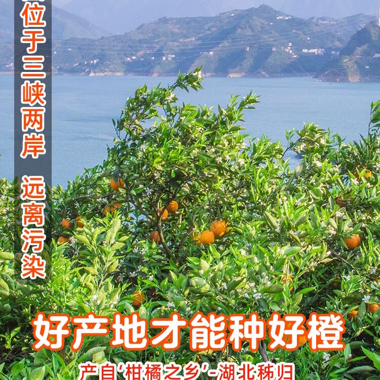 秭归夏橙新鲜大果9斤水果当季手剥脐整箱榨汁酸甜甜橙子包邮10