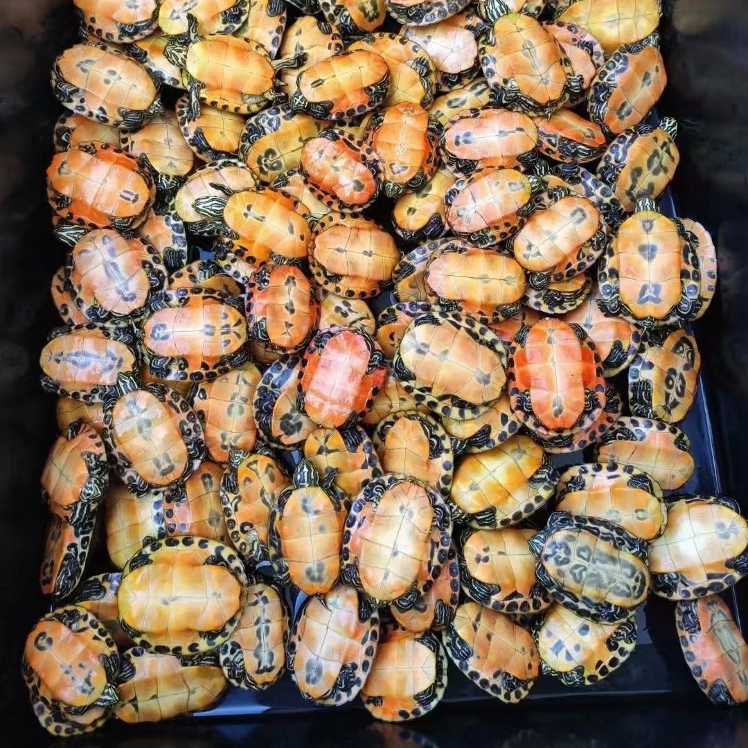 火焰龟深水龟鱼缸混养小乌龟活物活体小宠物吃粪龟清洁龟冷水爬宠,淘宝优惠券,粉丝福利购,淘宝优惠卷