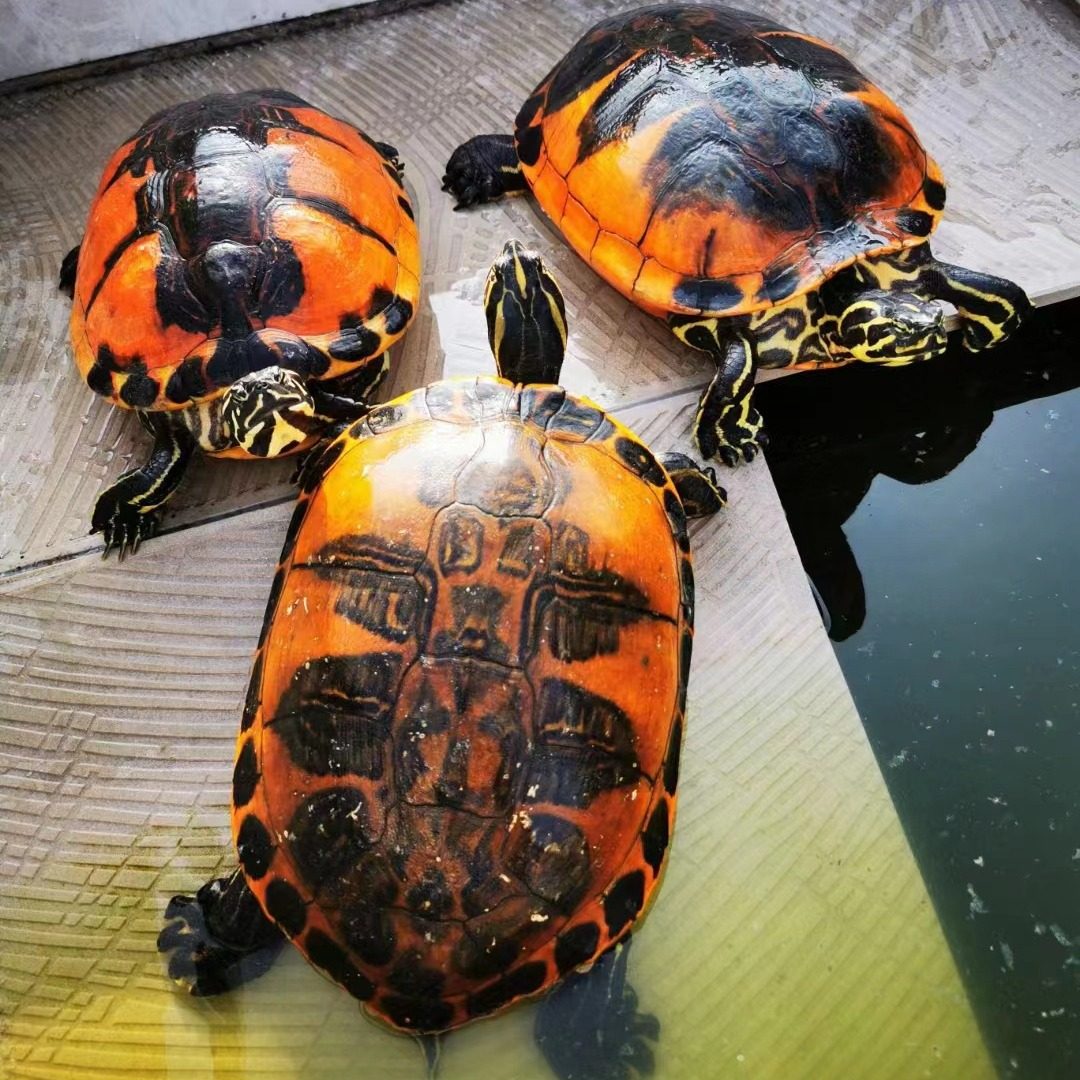 火焰龟深水龟鱼缸混养小乌龟活物活体小宠物吃粪龟清洁龟冷水爬宠,淘宝优惠券,粉丝福利购,淘宝优惠卷
