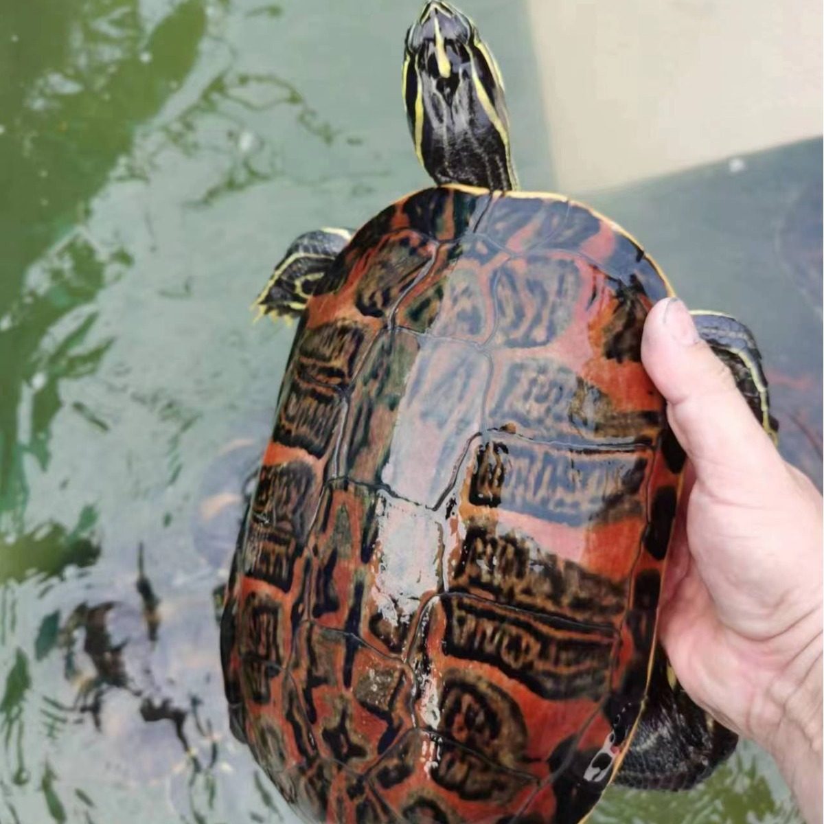 火焰龟深水龟鱼缸混养小乌龟活物活体小宠物吃粪龟清洁龟冷水爬宠,淘宝优惠券,粉丝福利购,淘宝优惠卷