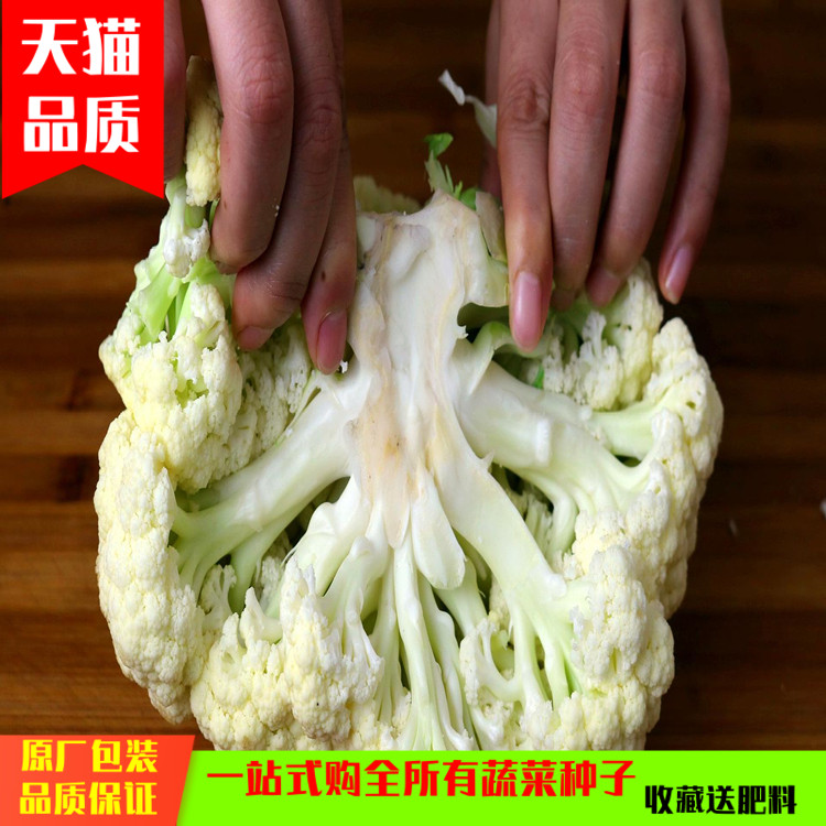 西蓝花椰菜种籽有机松花菜秋冬种植大田蔬菜种孑花菜种子大全包邮 西蓝花椰菜种籽有机松花菜秋冬种植大田蔬菜种孑花菜种子大全包邮