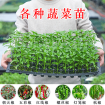 Vegetable Miao Xiaomi Peppers Miao Seedling Seedling Special Spicy Thin Leather Chaotian Lantern Green Seven Colorful Peppers Tomato Fry Potted Plant