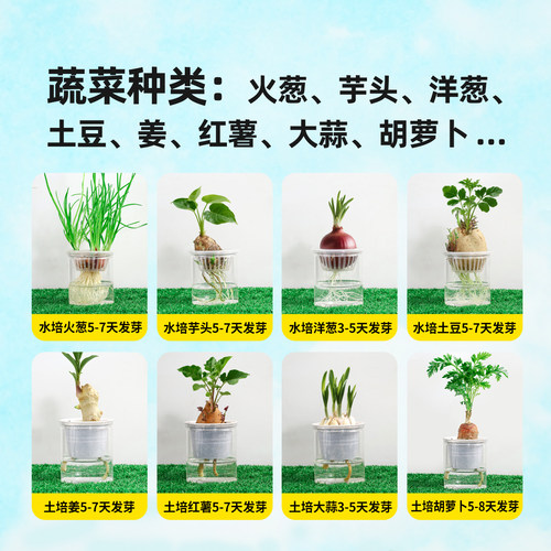 【布好玩_蔬菜根茎种植】幼儿园自然角儿童土培水培植物生长观察 - 图0