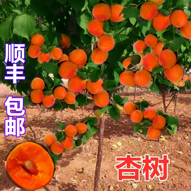 杏树苗嫁接特大早熟晚熟甜杏子果树苗盆栽地栽南北方种植当年结果