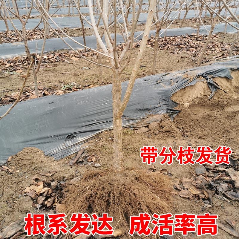 绿丰矮化车厘子树苗大樱桃树樱桃苗果树果苗南方北方种植盆栽地栽