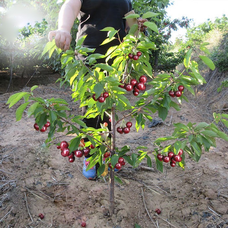 车厘子树苗大樱桃树苖盆栽矮化南方北方种植樱桃树苗带土樱桃苗树 - 图1