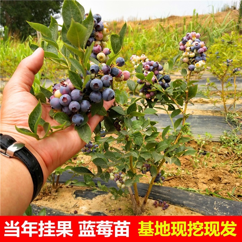 蓝莓树果苗带果蓝莓苗盆栽南北方种植兔眼特大阳台果树苗当年结果 - 图2