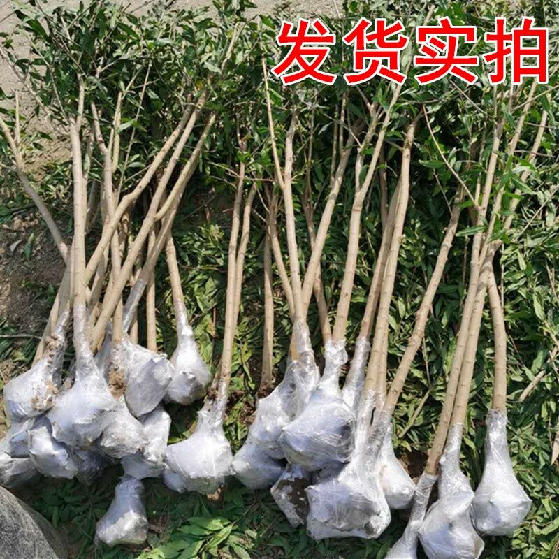 石榴树树苗特大突尼斯软籽石榴苗种植庭院盆栽带土南北方当年结果 - 图0