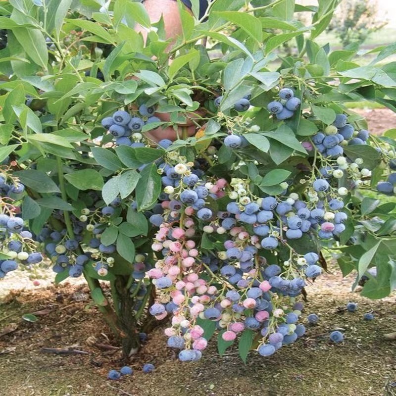 蓝莓树果苗带果蓝莓苗盆栽南北方种植兔眼特大阳台果树苗当年结果-图0