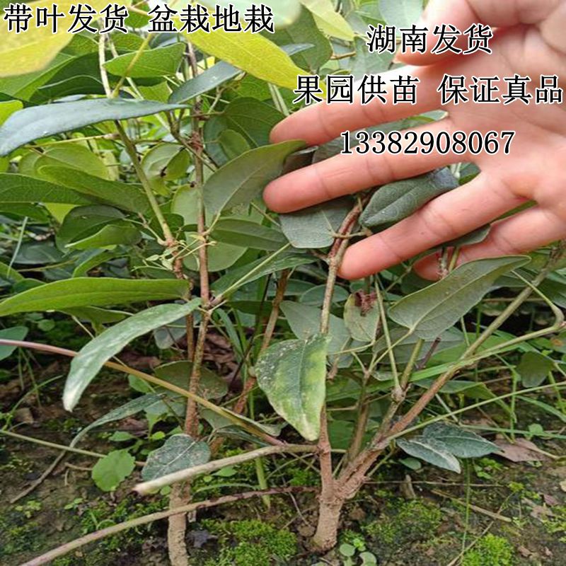 正宗八月瓜苗果树苗植物八月炸瓜果苗南方四季九月黄树苗当年结果-图2