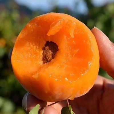 杏树苗嫁接特大早熟晚熟甜杏子果树苗盆栽地栽南北方种植当年结果