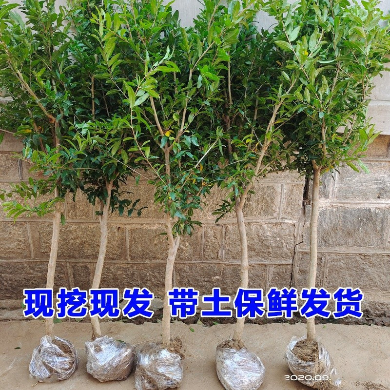 石榴树树苗特大突尼斯软籽石榴苗种植庭院盆栽带土南北方当年结果 - 图1