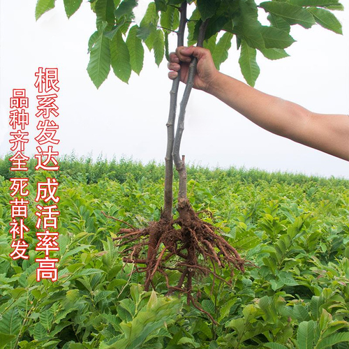 板栗苗树嫁接地栽南方北方种植大红袍当年结果特大板栗树果树果苗