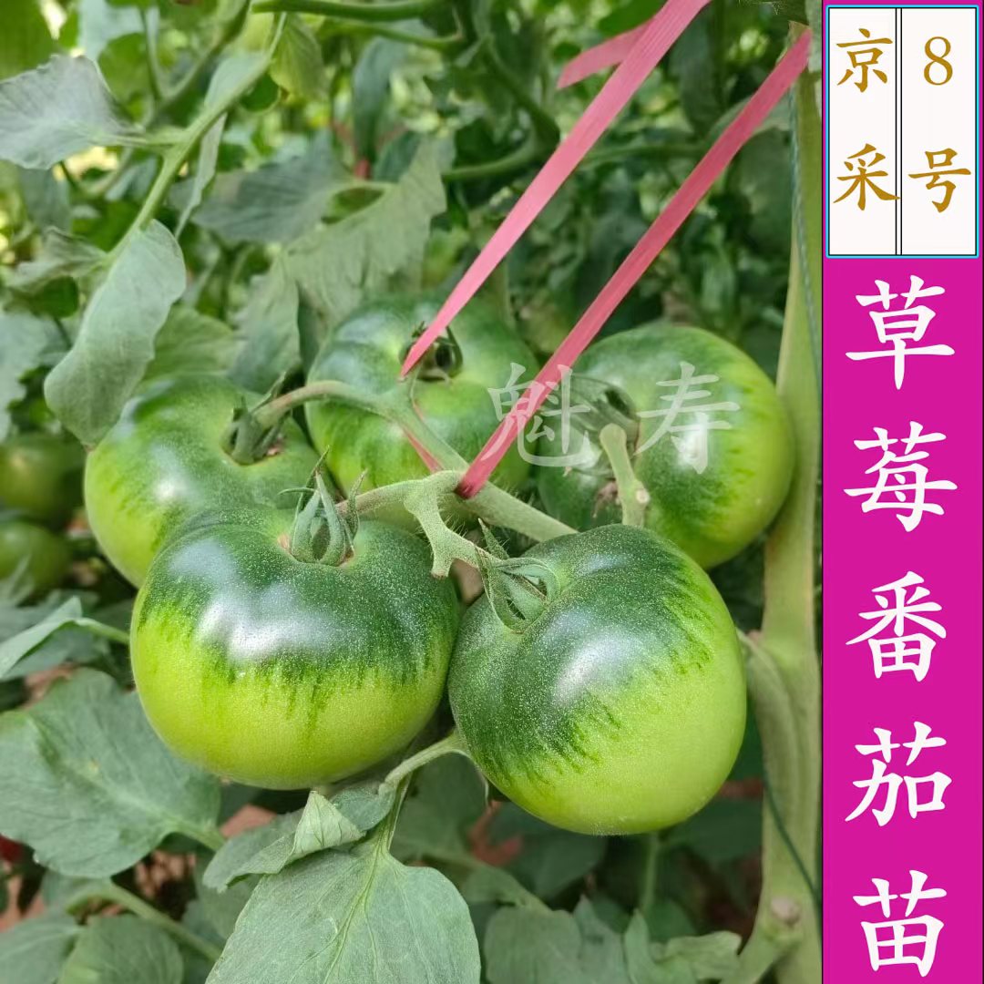 京采8号草莓柿子铁皮大西红柿苗秧番茄四季蔬菜种籽秧苗大全 - 图2