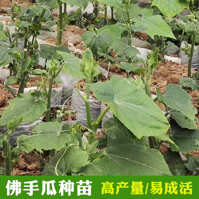 高产佛手瓜种苗春季夏季种植佛手瓜芽种子苗阳台庭院田园易种秧苗-图1