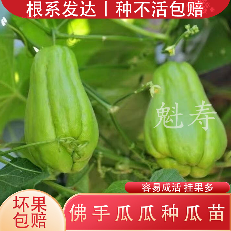 佛手瓜手瓜种瓜苗种子春夏种植蔬菜种子高产量扶手发芽龙须菜种苗 - 图2