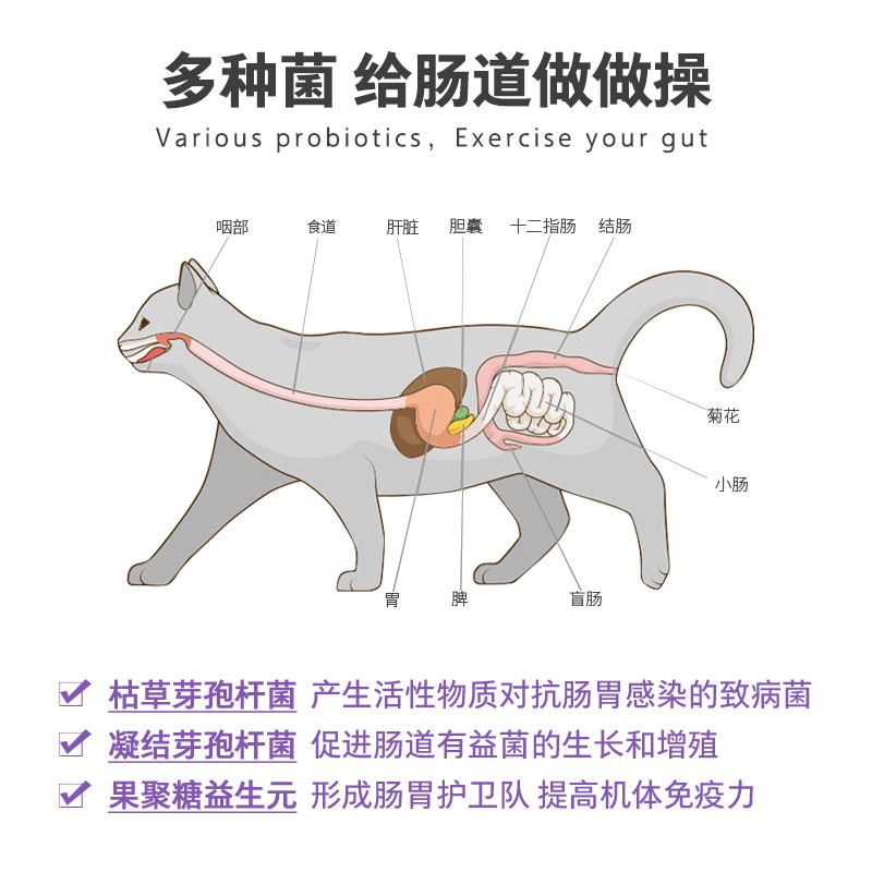 宠物维生素：健康成长的新引擎