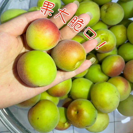 特大 青梅果树苗梅乌梅树苗盆栽地栽酸梅子南北方种植庭院果树苗 - 图3