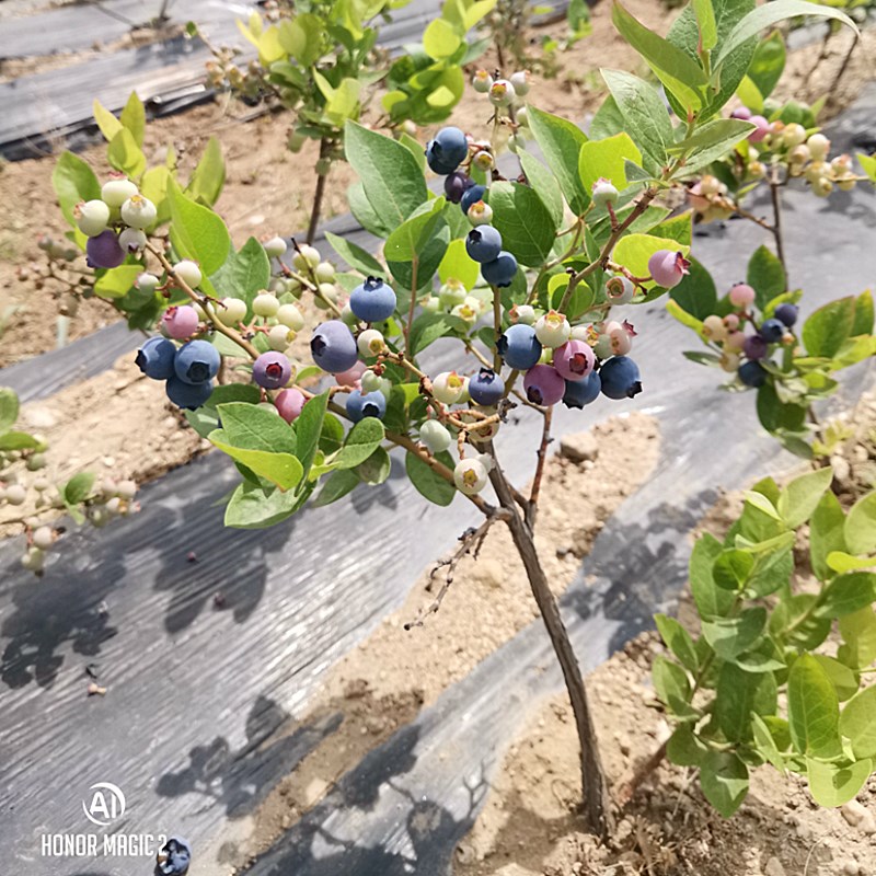 兔眼蓝莓苗北方南方种植果树苗盆栽地栽苗带果发货带土蓝梅苗包邮-图0