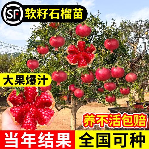 石榴树树苗突尼斯软籽无籽蒙阳红石榴盆栽庭院水果树特大带土果苗 - 图1