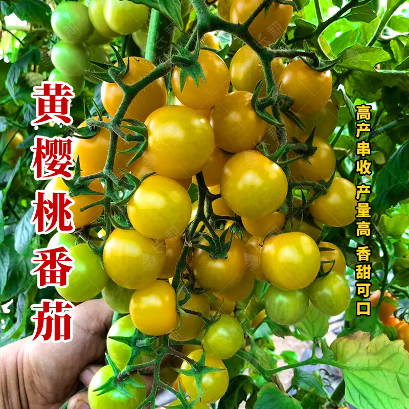 瀑布番茄种子小番茄盆秧苗栽普罗旺斯大粉西红柿矮生番茄种孑大全,淘宝优惠券,粉丝福利购,淘宝优惠卷