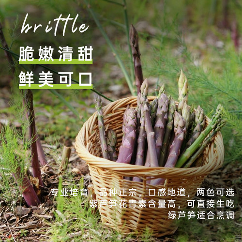 芦笋苗芦笋种子种籽根苗高产易种盆栽阳台四季种植多年生蔬菜种孑 - 图2