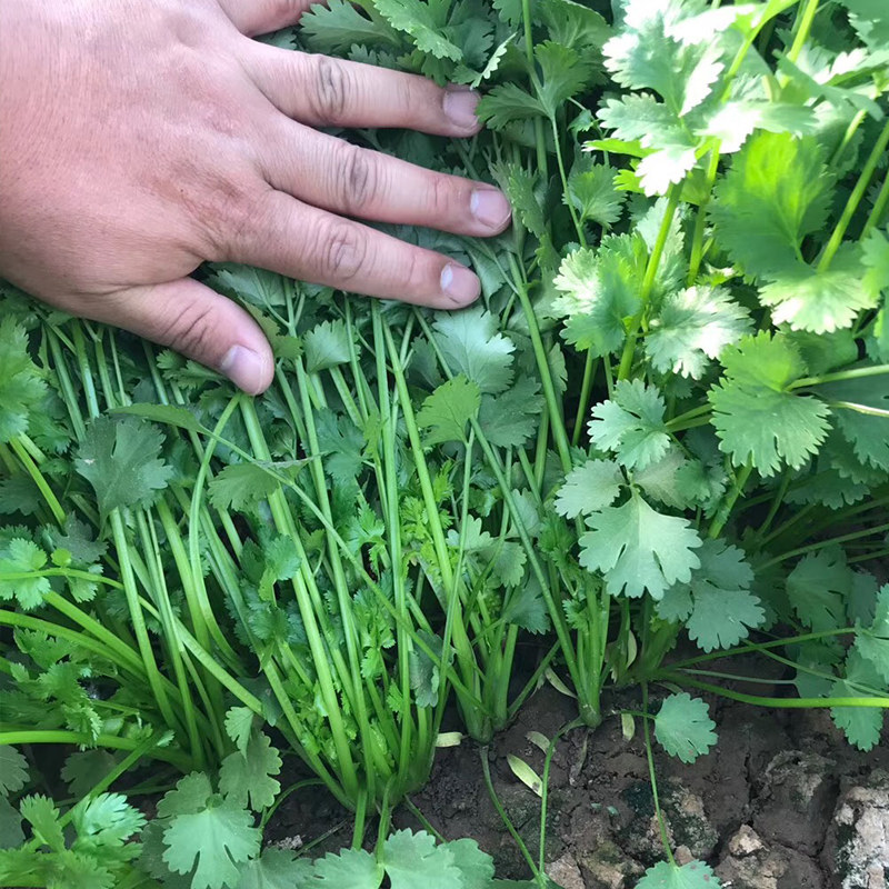 四季香菜种子苗大叶芫荽阳台种菜食用蔬菜盆栽种籽孑菜籽籽种大全,淘宝优惠券,粉丝福利购,淘宝优惠卷