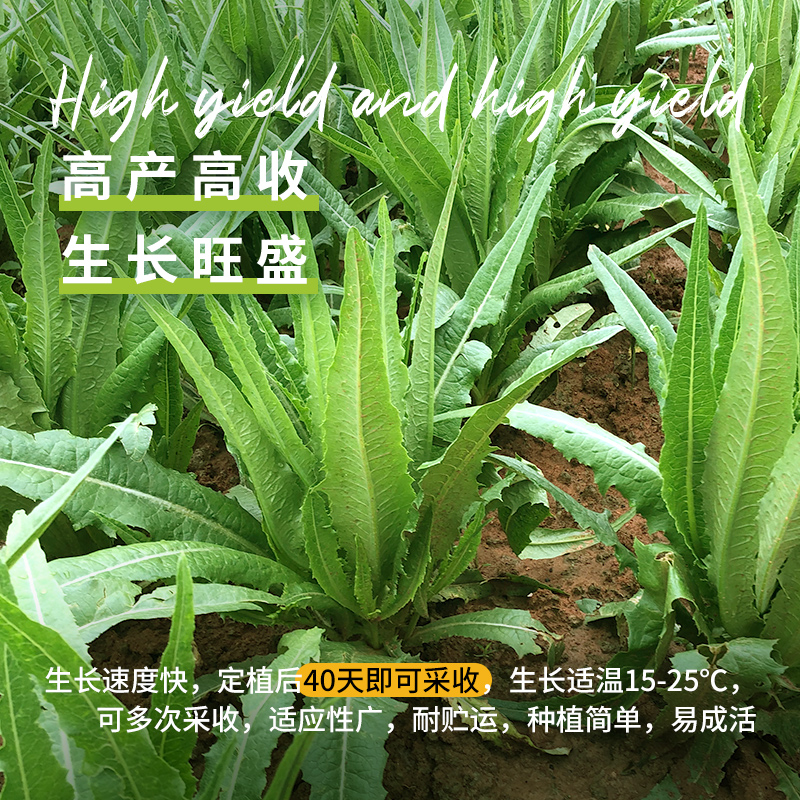 油麦菜籽种米香麦菜种子大全春秋四季阳台盆栽孔雀菜蔬菜耐热种孑 - 图1