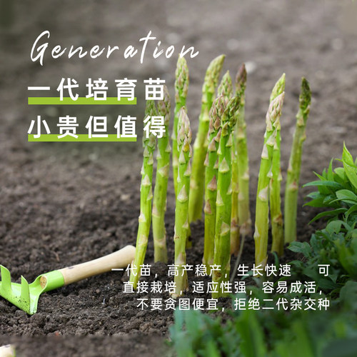 芦笋苗芦笋种子种籽根苗高产易种盆栽阳台四季种植多年生蔬菜种孑 - 图1